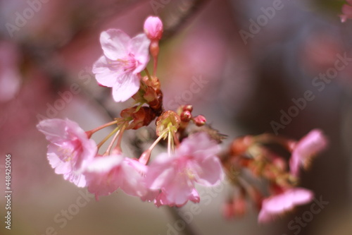 Japanese Cherry blossoms
