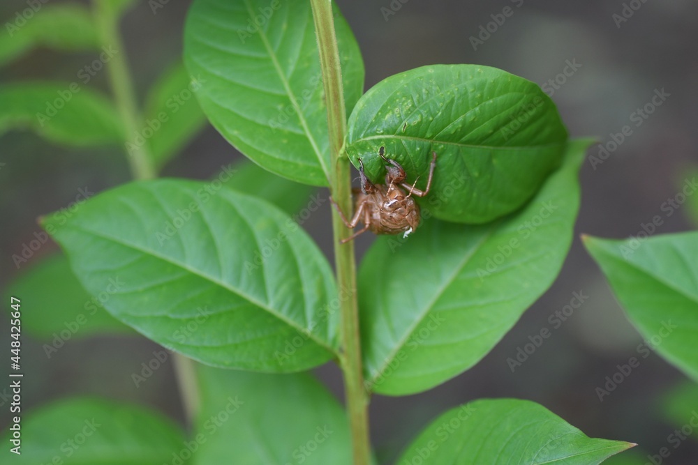 Cicada shell. Cicadas grow larger by repeating molting. Shells remain on trees and grass after the final molting. Cicada shell. Cicadas grow larger by repeating molting. Shells remain on trees and grass after the final molting.