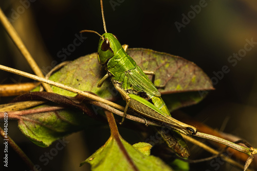 Fototapeta Insect