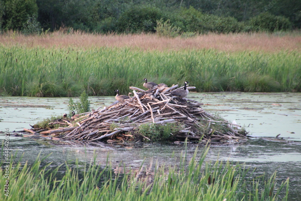 Life On The Beaver Lodge, Elk Island National Park, Alberta Life On The Beaver Lodge, Elk Island National Park, Alberta