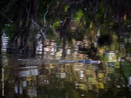 alligator swimming through the lake