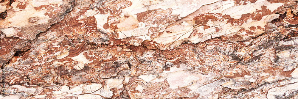 Pine tree texture. Cedar macro background. Wood nature surface. Abstract material design. Mediterranean grain. Firewood wallpaper