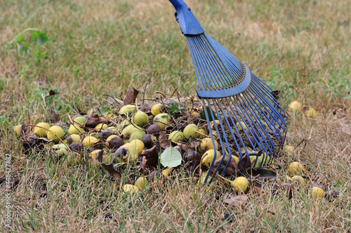 Rake of blue and yellow pears on dry grass photo