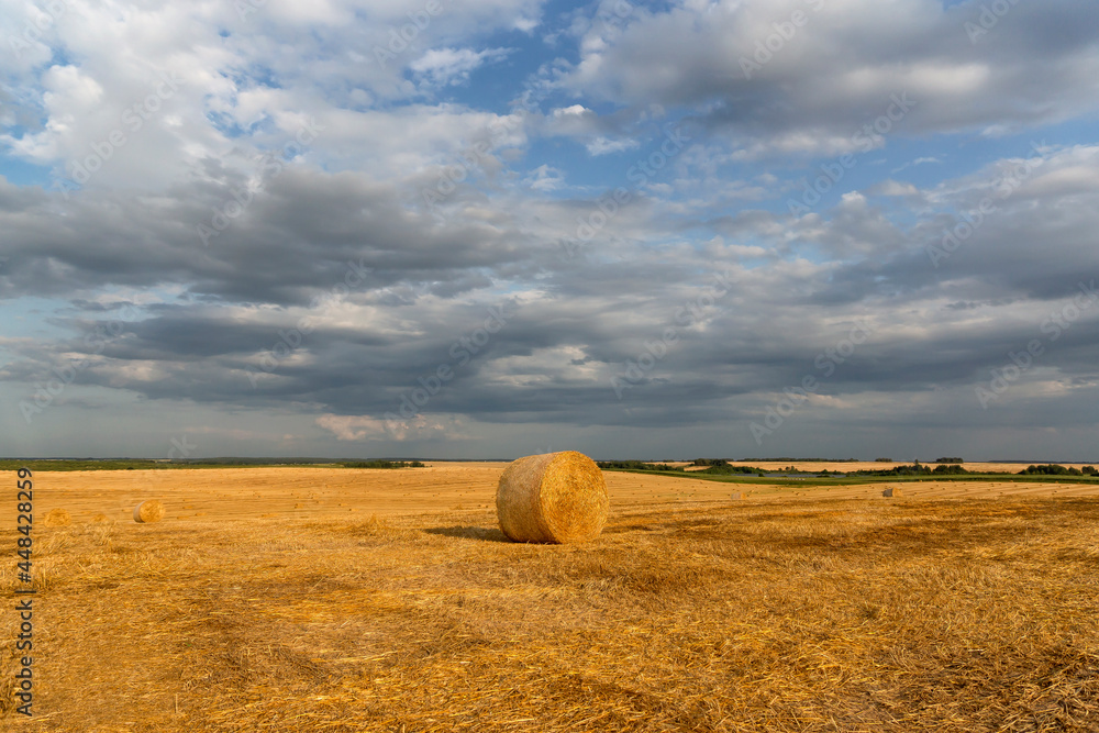 Round sheaves of straw against the background of the field to the horizon and the beautiful sky.