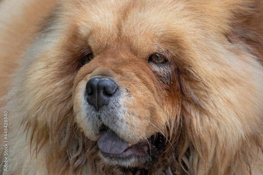 Portraits von einem hübschen Chow Chow Portraits von einem hübschen Chow Chow