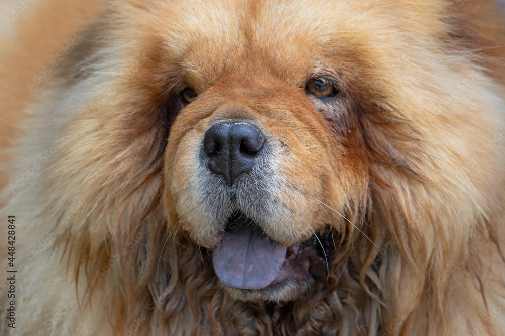 Portraits von einem hübschen Chow Chow Portraits von einem hübschen Chow Chow
