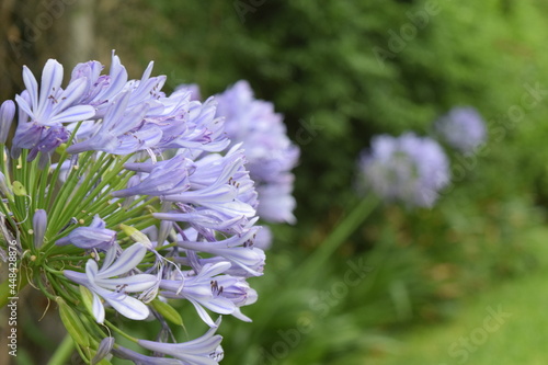 close up of flowers