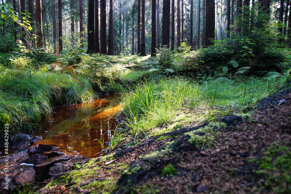 Obraz premium summer reflection in red-brown water in the idyllic forest tranquil scene in nature