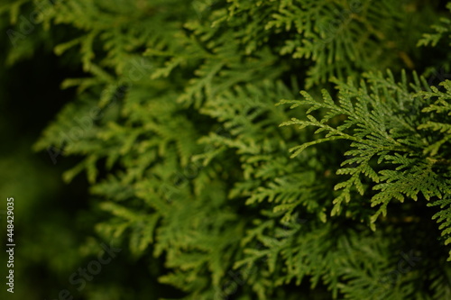 Thuja green branches background, green thuja hedge.