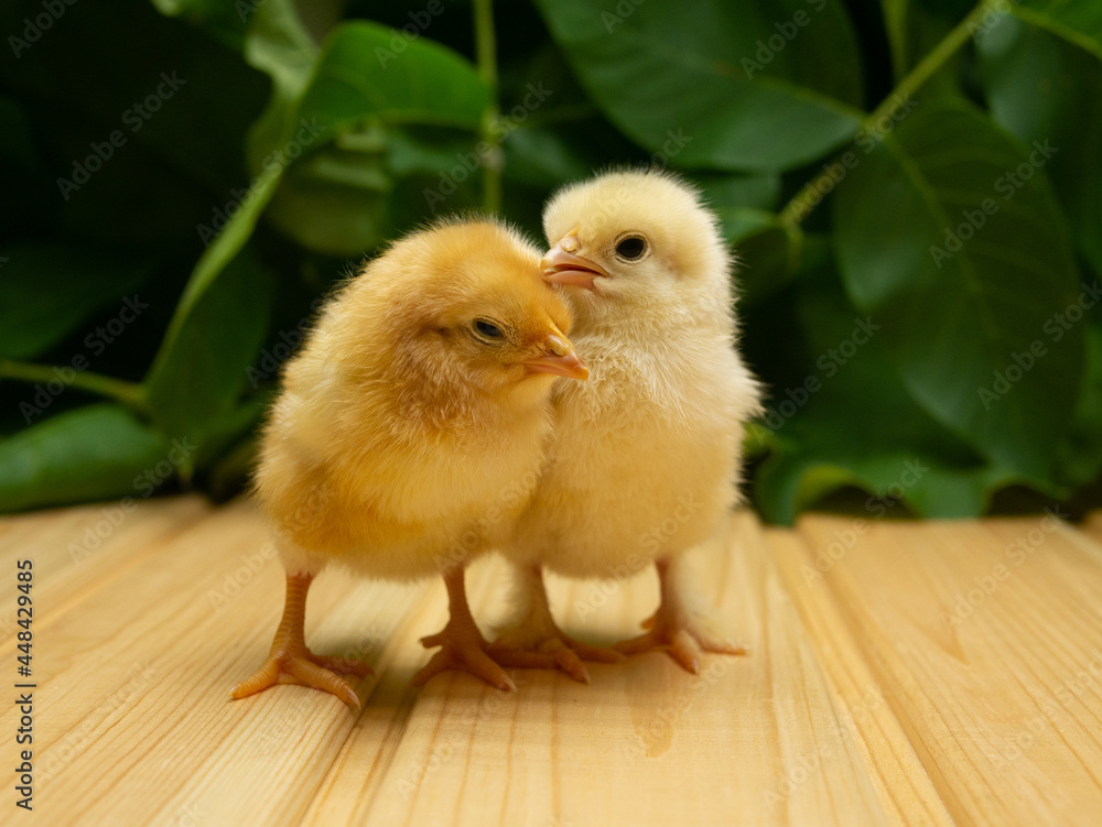 Two yellow new born Chick on a background of plants. Two yellow new born Chick on a background of plants.