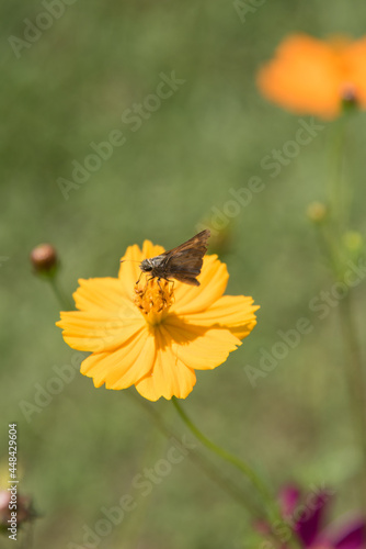 Small silver spotted skipper butterfly on a bright yellow cosmos bloom.