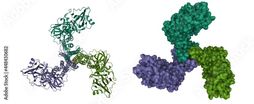 Принти на полотні Crystal structure of Bacillus thuringiensis Cry5B nematocidal toxin, 3D cartoon