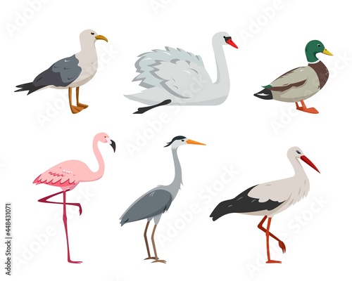 Aquatic and waterfowl Birds in different poses.