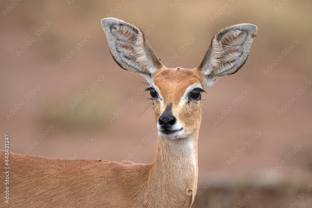 The steenbok (Raphicerus campestris) is a common small antelope of southern and eastern Africa The steenbok (Raphicerus campestris) is a common small antelope of southern and eastern Africa