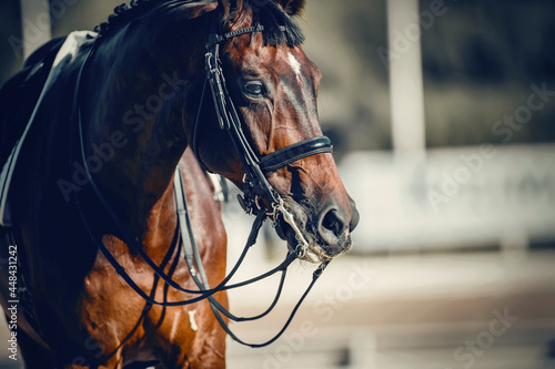 Portrait sports stallion in the bridle. Equestrian sport.