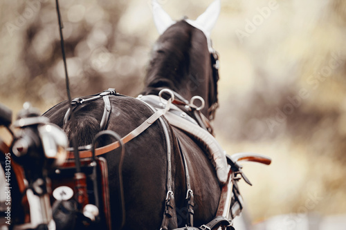 The back of the horse harnessed in the carriage