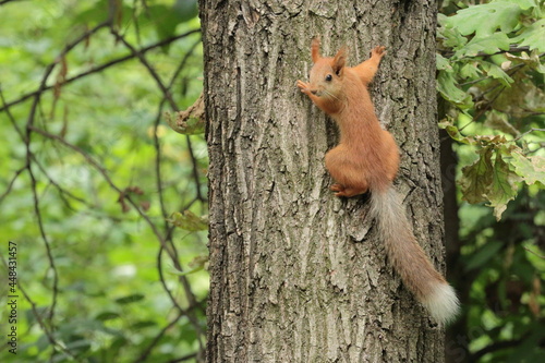 squirrel on a tree