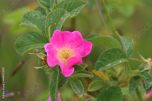 Close up image of a Pink Dog Rose at Bishop Middleham Nature Reserve, County Durham. England UK.