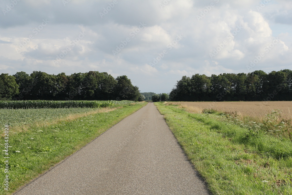a countryroad in the dutch countryside in zeeland between the agricultural fields in summer and trees and a cloudy sky in the background