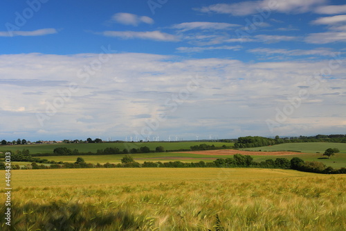 Blue Sky and Wheat Fields on a Summer Day near Sedgefield, County Durham, England, UK.