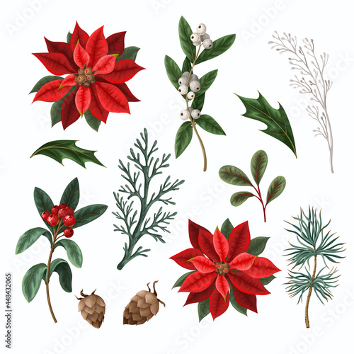 Botanical berries, pines and leaves for Christmas design isolated.