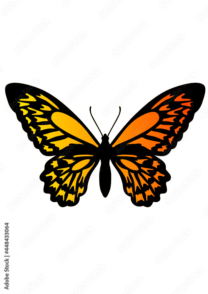 Obraz premium butterflies