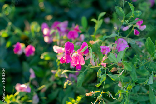 Branch of mouse peas with lilac flowers close-up in the summer garden.