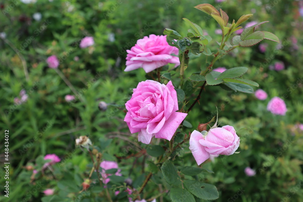 pink roses in the garden pink roses in the garden