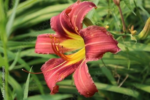 red and yellow lily