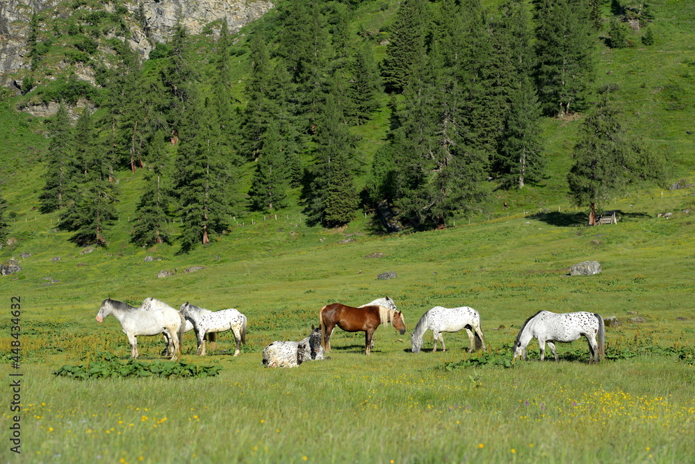 Schöne Pferde auf der Almweide