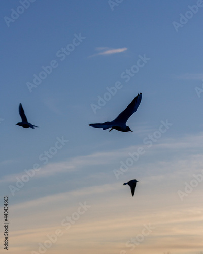 birds in flight