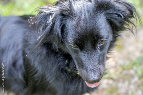 Close up de um cachorro preto