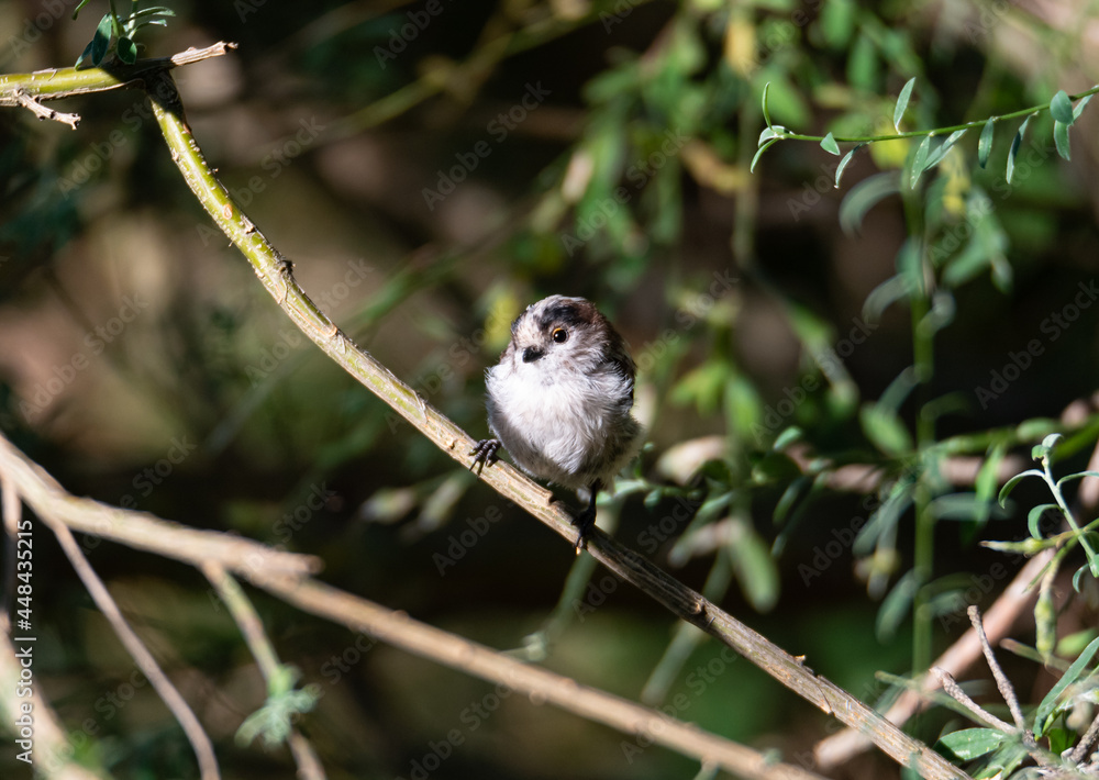 Naklejka premium a sparrow on a branch