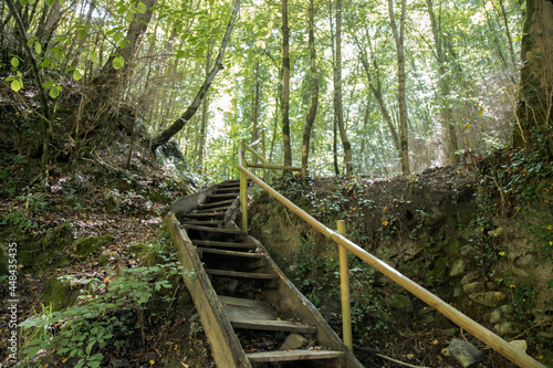 Wooden stairs in a forest