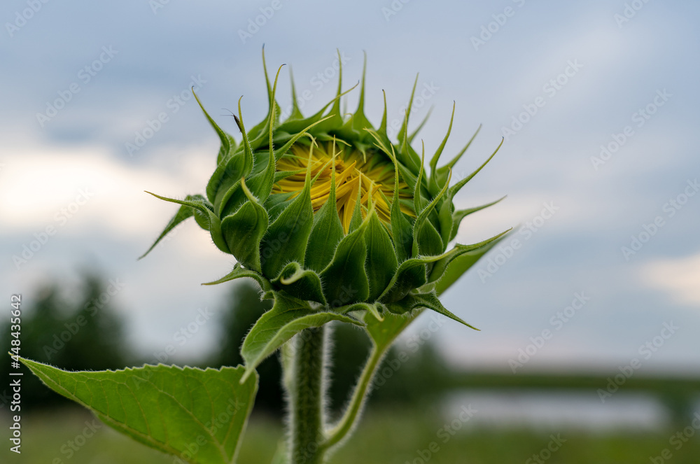 Buds. Unblown flower of a sunflower close-up against the background of the sky and yellow flowers. Buds. Unblown flower of a sunflower close-up against the background of the sky and yellow flowers.