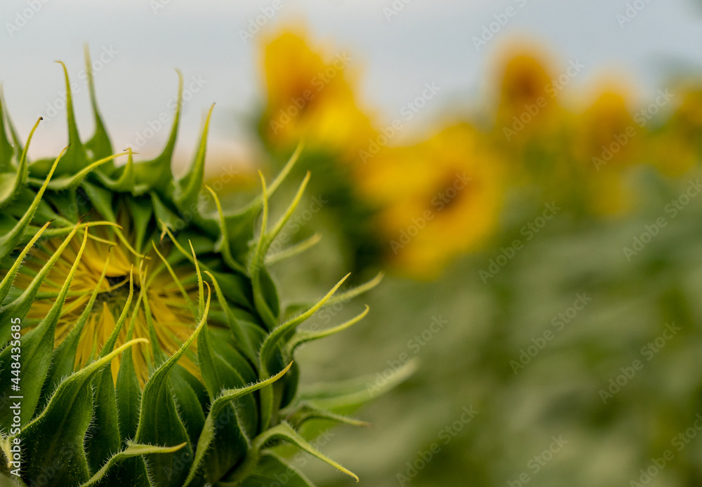 Buds. Unblown flower of a sunflower close-up against a background of foliage and yellow flowers. Buds. Unblown flower of a sunflower close-up against a background of foliage and yellow flowers.