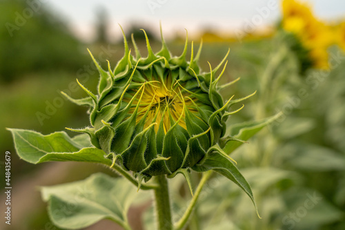 Buds. Unblown flower of a sunflower close-up against a background of foliage and yellow flowers.