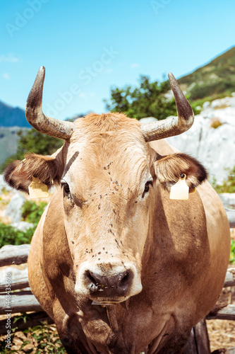 Close-up of a typical Asturian cow.The photo is taken on a sunny day in the braña of the Asturian port of San Isidro in Spain.The photo is shot in vertical format.