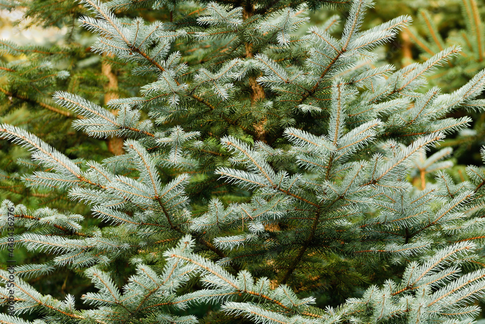 Jodła - fragment w powiększeniu