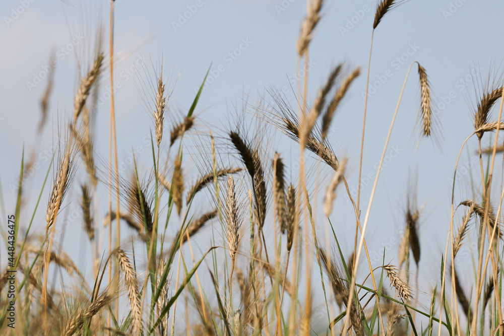 Natura - zboże na polnej łące