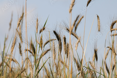 Obraz na płótnie Natura - zboże na polnej łące w salonie