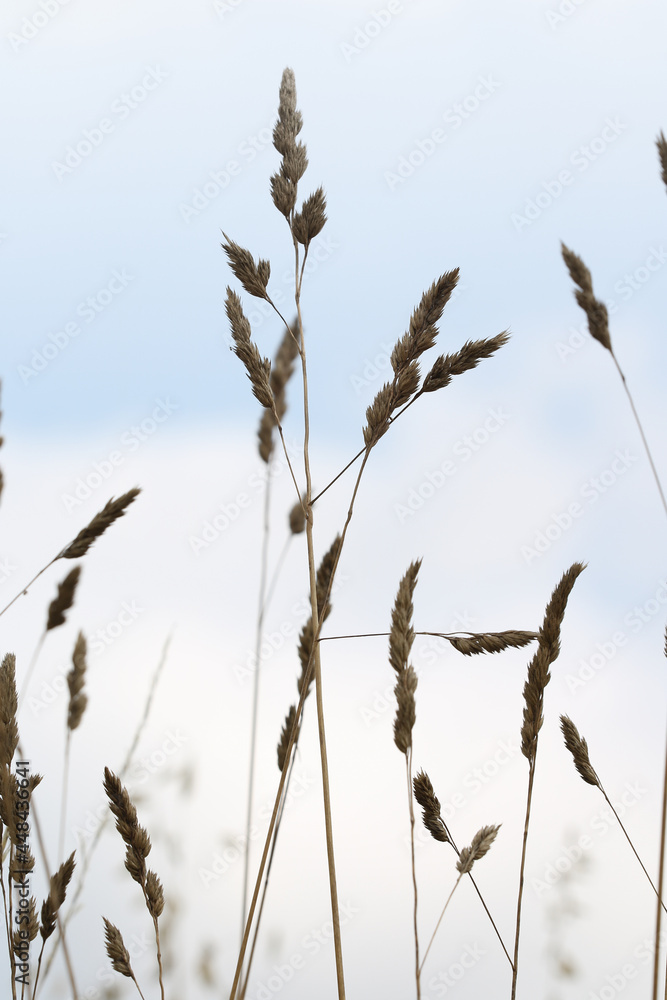 Natura - zboże na polnej łące
