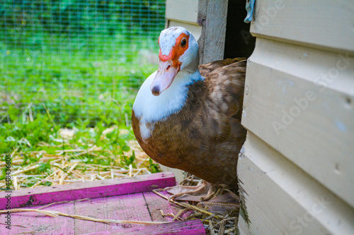 Cute pet brown and white muscovy duck in a pink duck house coop