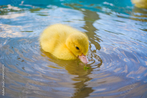 Cute tiny yellow pet muscovy baby duck duckling swimming in a blue pool or pond