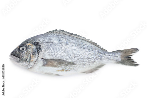Foto Dorado fish