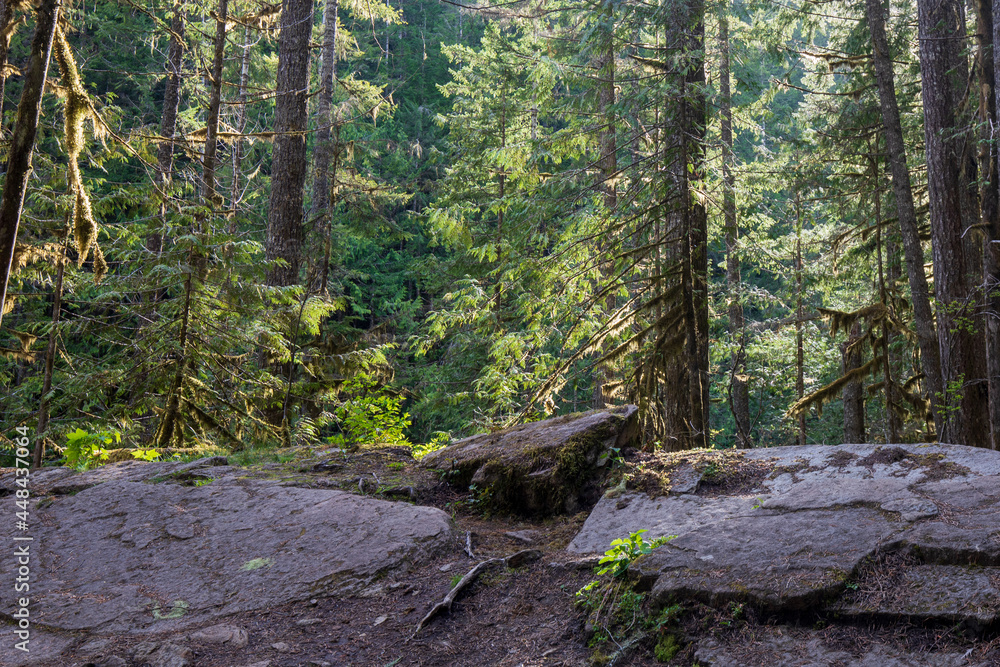 Evening sunlight through forest at Mount Baker in Washington state during Spring. Evening sunlight through forest at Mount Baker in Washington state during Spring.
