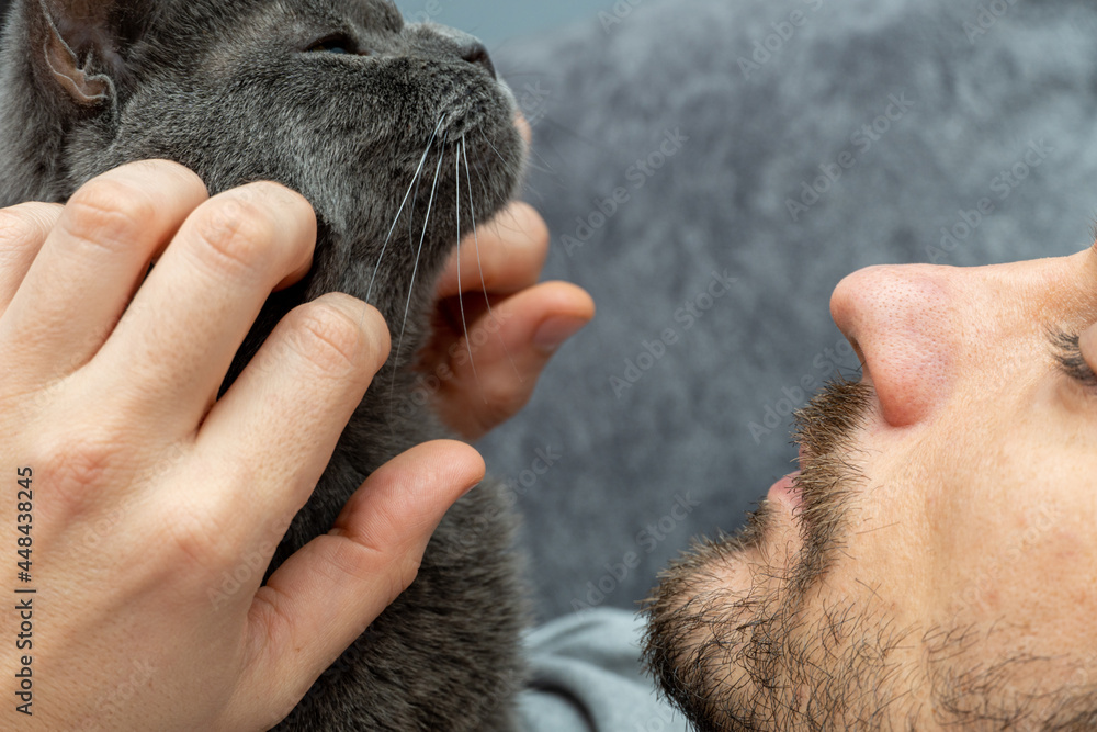 man stroking home pet, gray cat with hands man stroking home pet, gray cat with hands