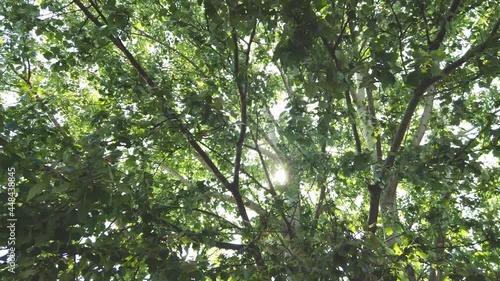 Sun trough leaves