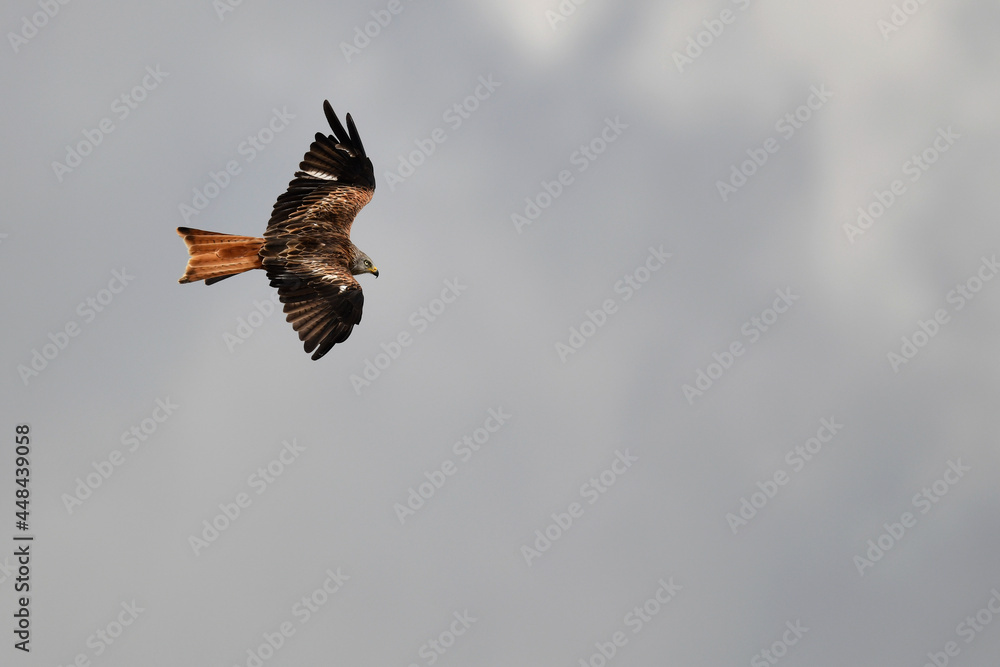 Red kite // Rotmilan, Roter Milan (Milvus milvus)