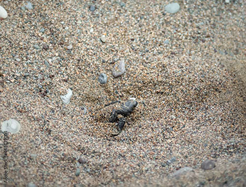 Close up of tiny sea turtle hatchling digging out from its nest through the sand to start its journey to the sea